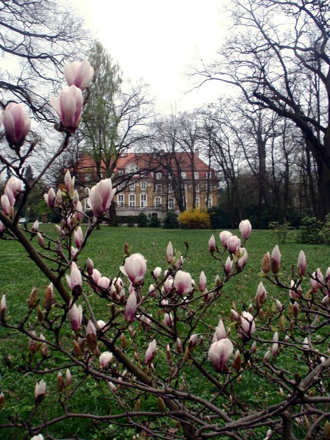 Magnolie w Kochcicach, pałac w głębi