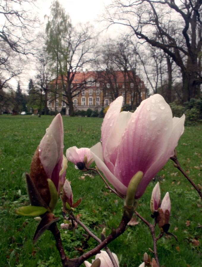 Magnolie w Kochcicach