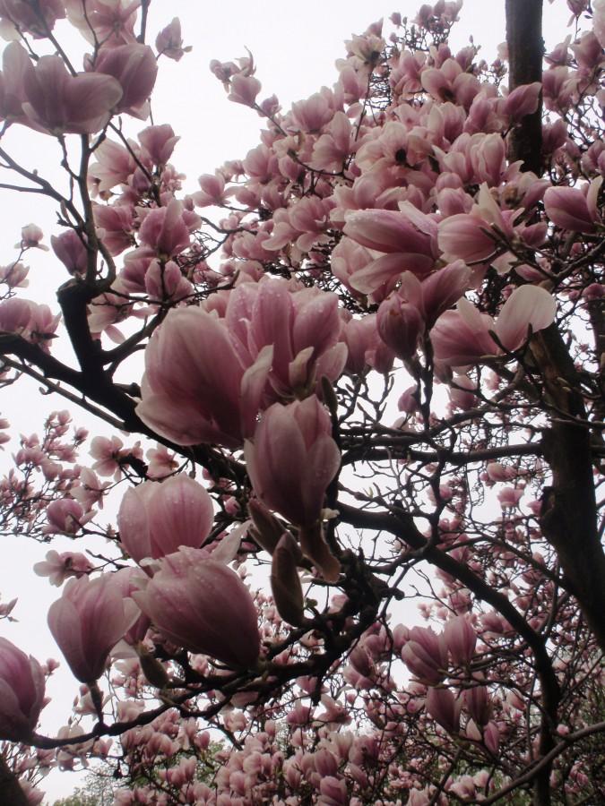 Magnolie