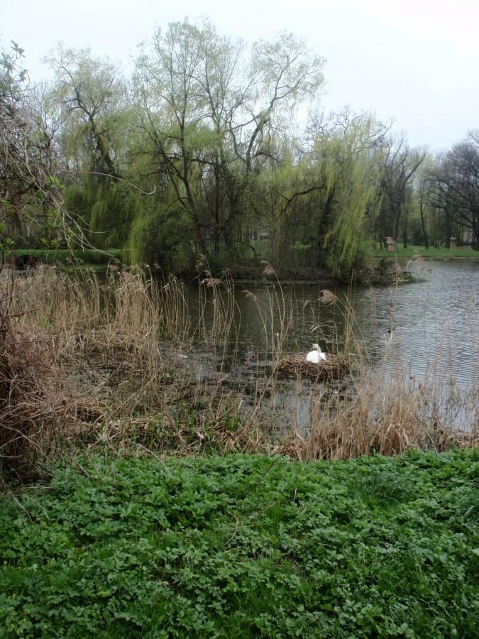 Łabędzica na gnieździe