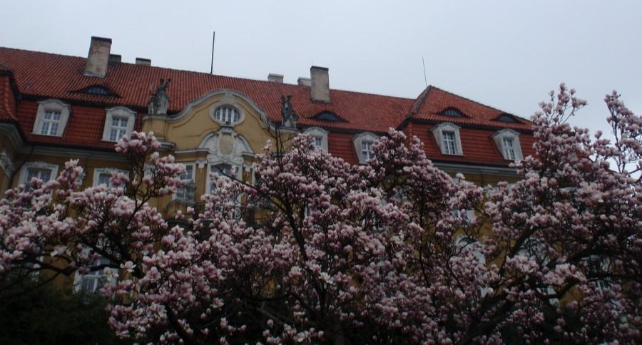 Magnolie w Kochcicach