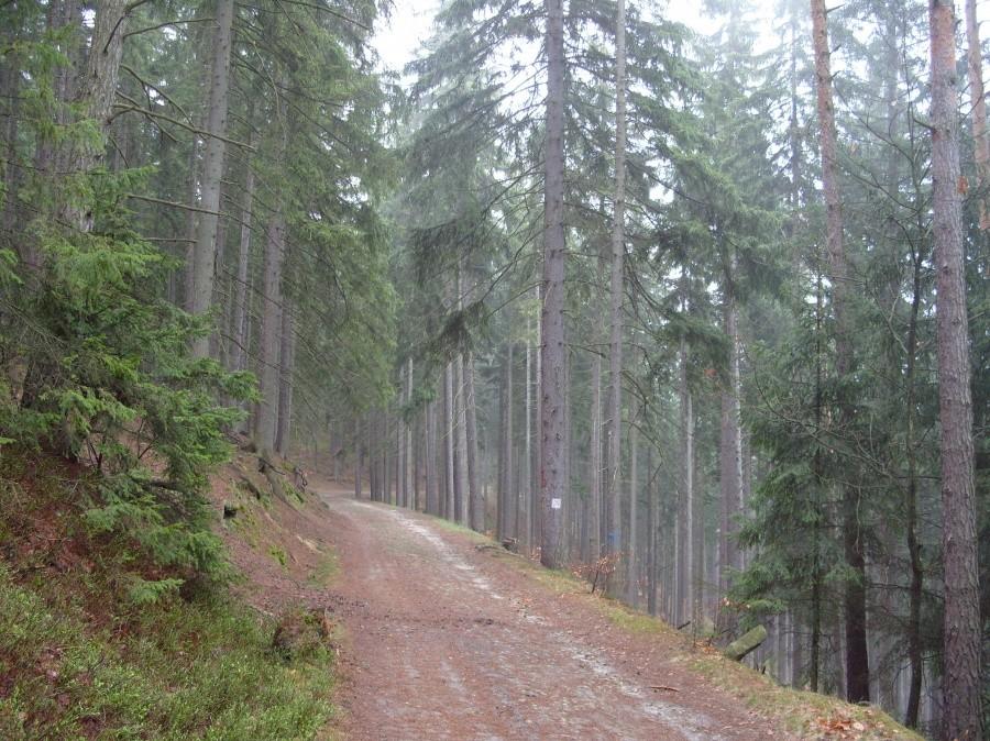 Szlak MTB Piekielna Pętla czas zacząć, bo ostatniego niedźwiedzia ktoś zajeździł. Biedaka na śmierć ;).