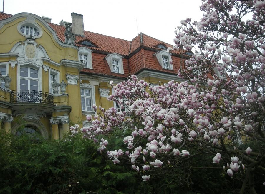 Magnolie przy pałacu Ballestrema w Kochcicach