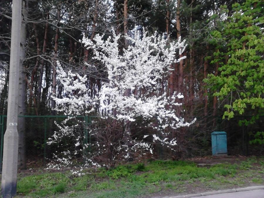 Wiosna w pełni