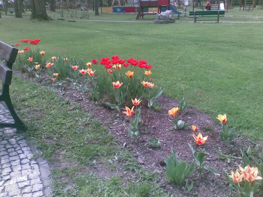 Tulipany
