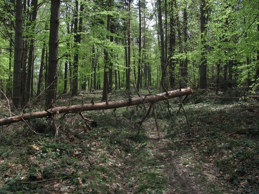 nieliczne przeszkody po drodze