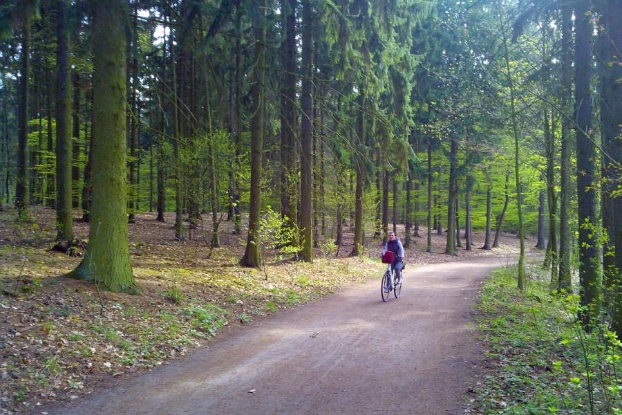 Droga laskiem koło nowo powstającego kapielska "Arkonka"