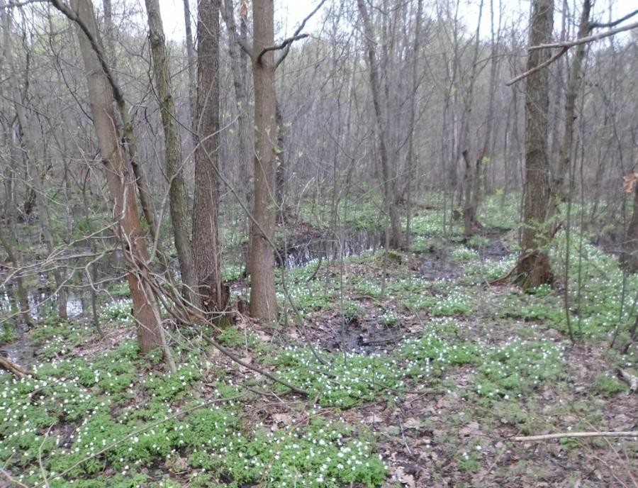Białe kwiatuszki w lesie, to wiosna