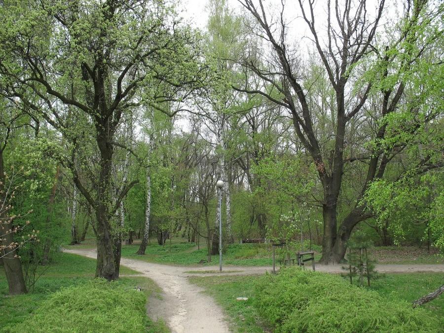 Lasek Brzozowy (są brzozy)