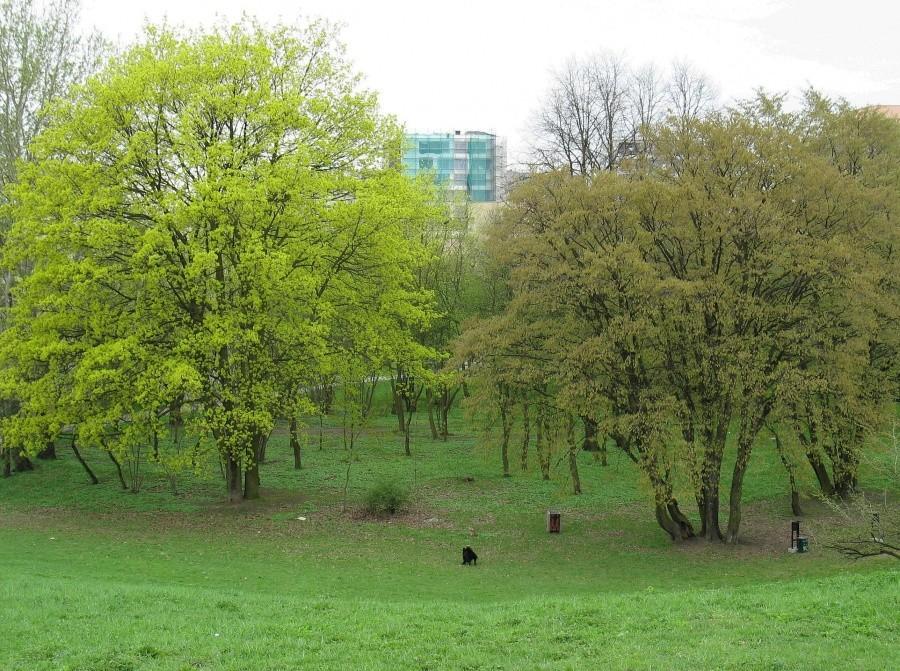 Park i górka przy ul. Szolc-Rogozińskiego