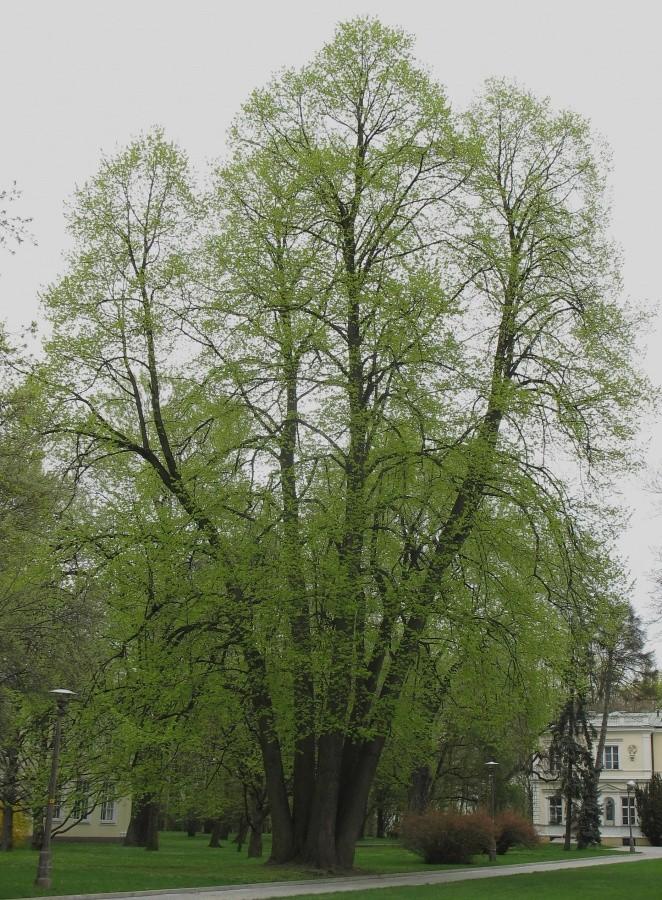 SGGW – lipa o pięciu pniach