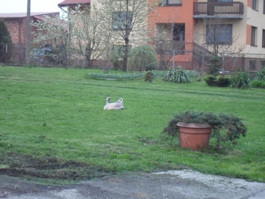 Łabędź w Lubojnie