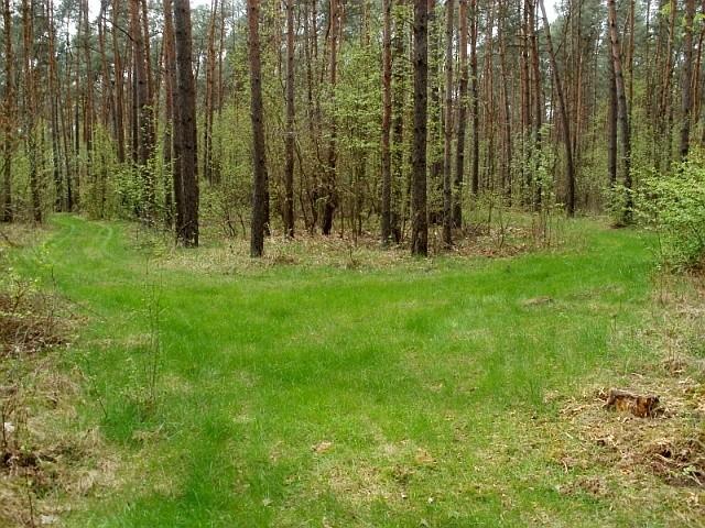 Park Krajobrazowy Promno - leśna, majowa polanka
