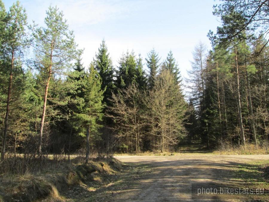 Leśne drogi