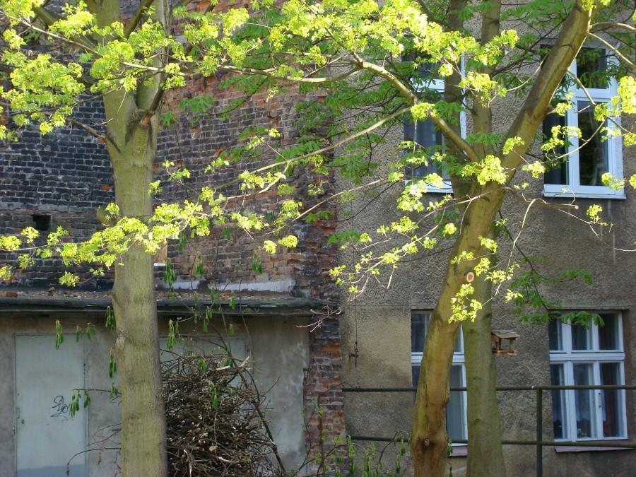 Wg. książki "Tajemnice Szczecina " wycieczka nr.2 . 009