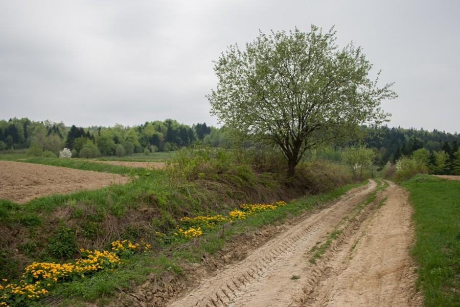 Droga w stronę Cergowej