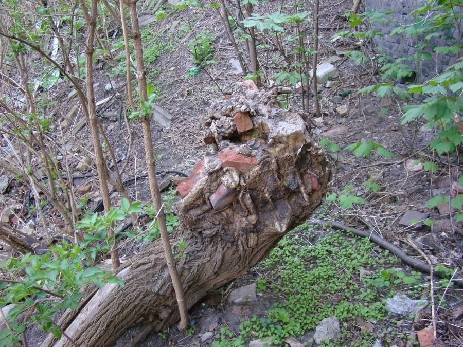 Wg. książki "Tajemnice Szczecina " wycieczka nr.2 . 059