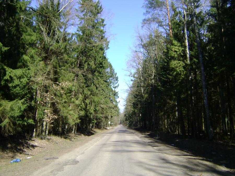 Piękny wjazd leśnym odcinkiem Puszczy Białowieskiej do Hajnówki