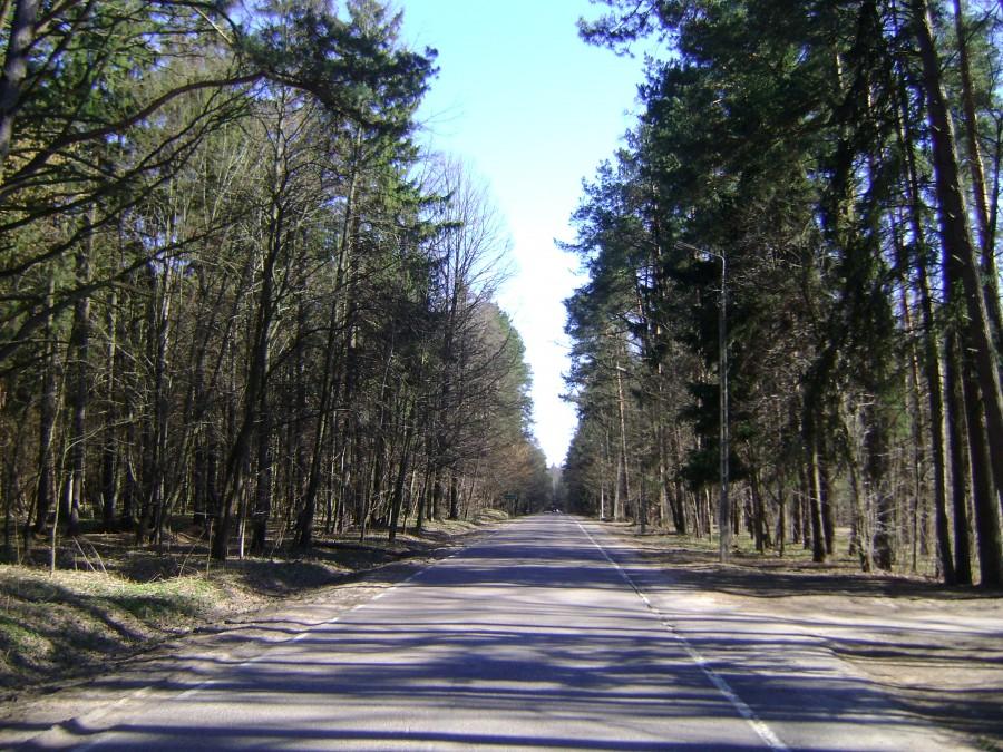 Droga przez Puszczę Białowieską do Białowieży