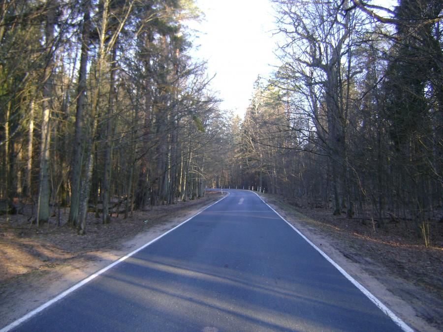 Poranek w Puszczy Białowieskiej