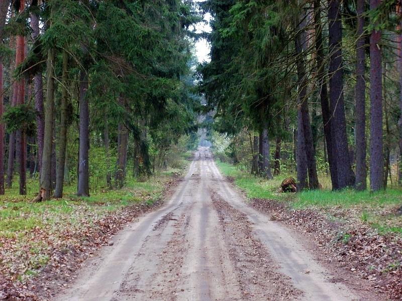 droga w lesie Nadleśnictwa Czerniejewo
