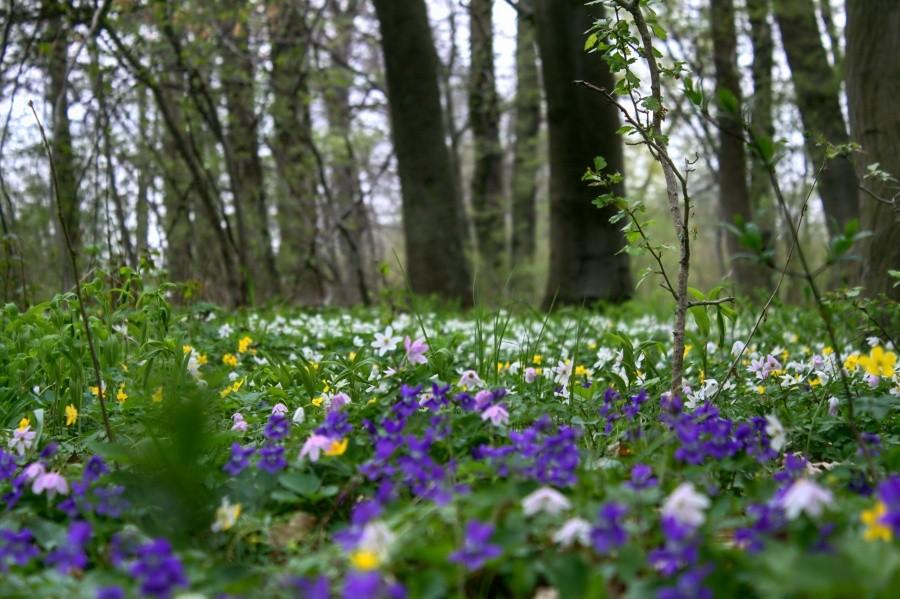 kolorowo nad Krąpielą