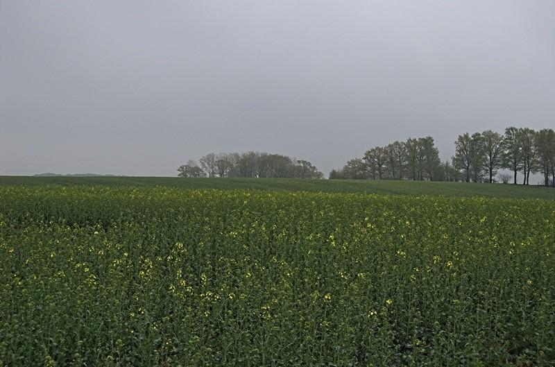 Pola z rzepakiem koło w Osieku