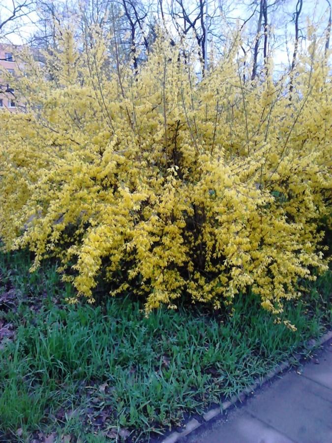 Forsycje