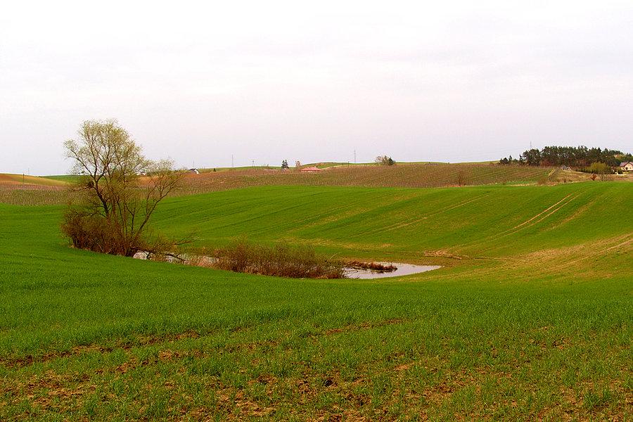 Zielone pola