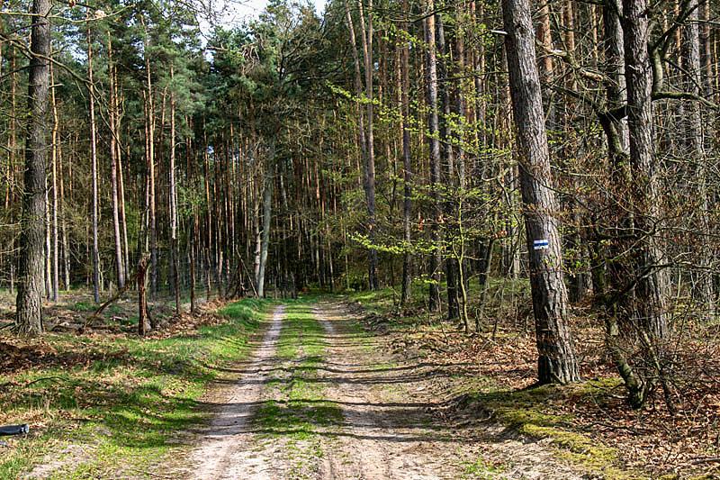 kierujemy się na skrzyżowaniu niebieskim szlakiem
