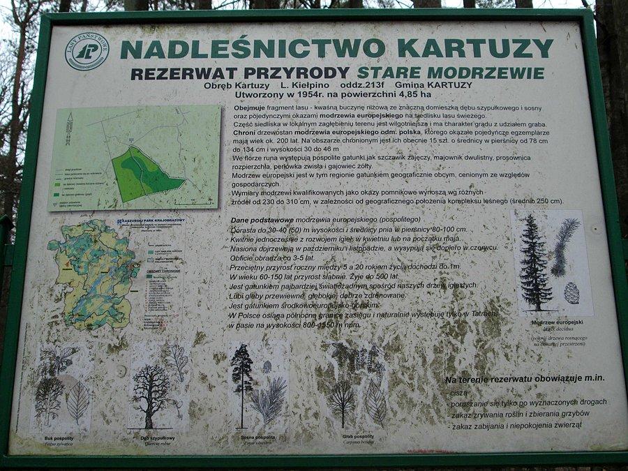 Rezerwat Stare Modrzewie w Nadleśnictwie Kartuzy