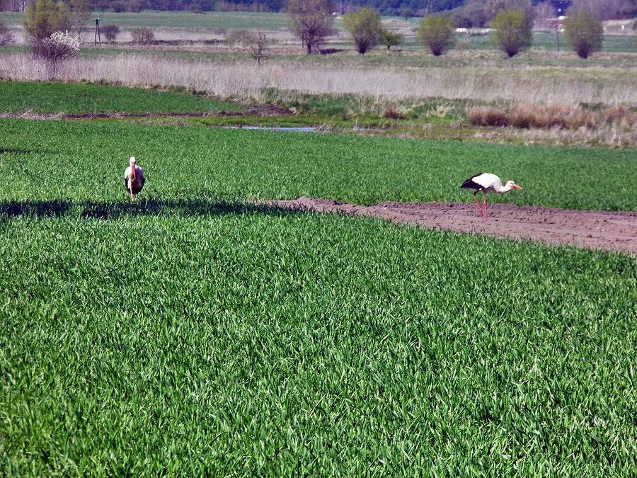Para bocianów na polu w okolicach wioski Wąwelnica.