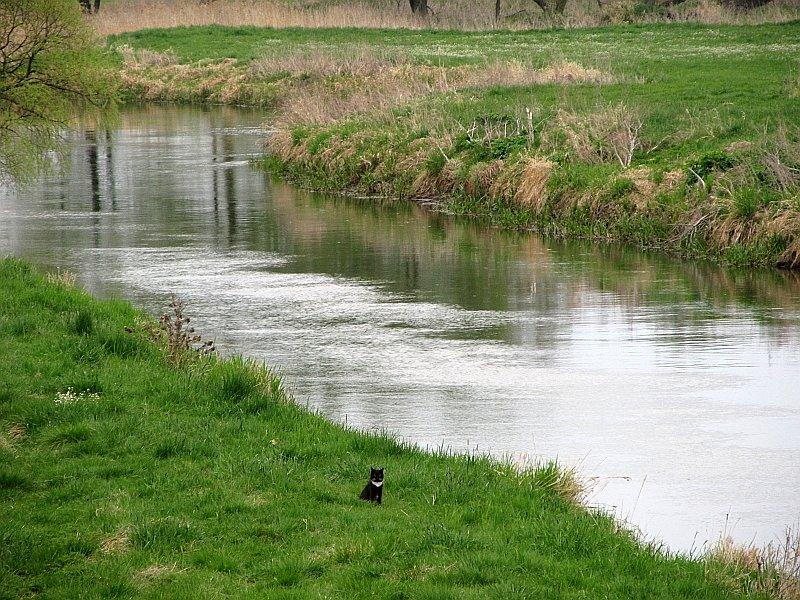Kotek nad Rzeką Noteć w Turze
