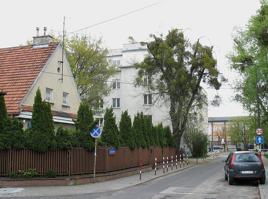Jemiołowe drzewo na ul. Astronomów