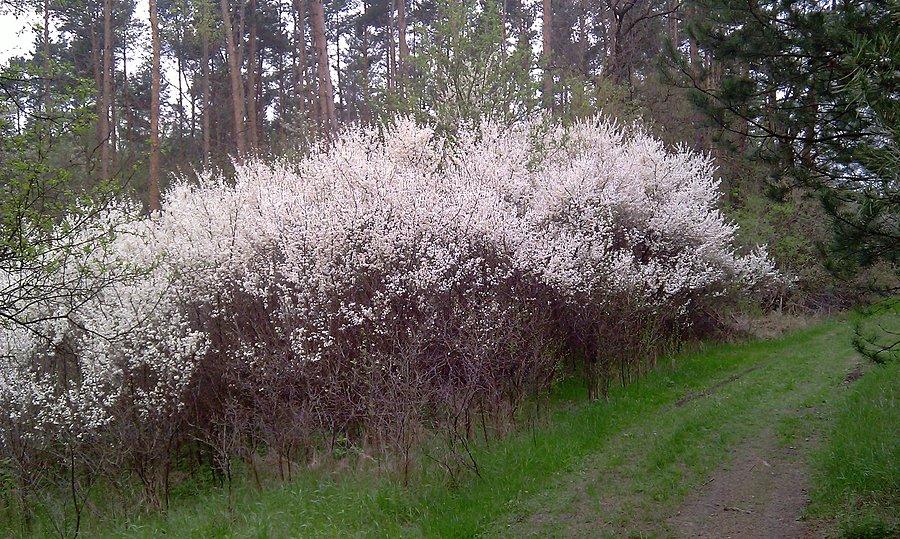 To nie jest śnieg, sprawdzałem...