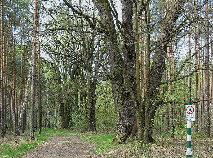 Dęby przy drodze do Dobiesza