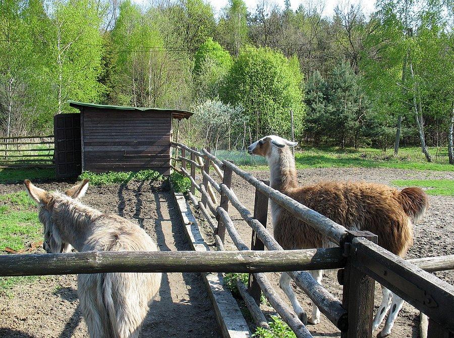 Osiołek i lama