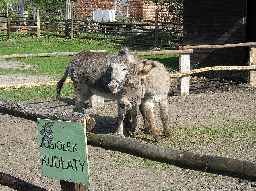 Ośle zaloty