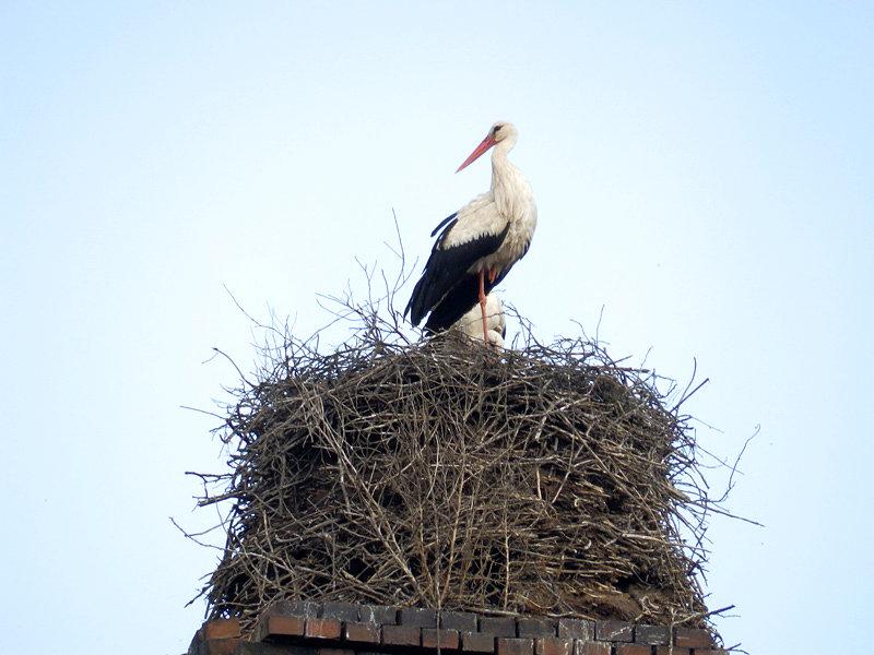 Bociany na Marszowicach