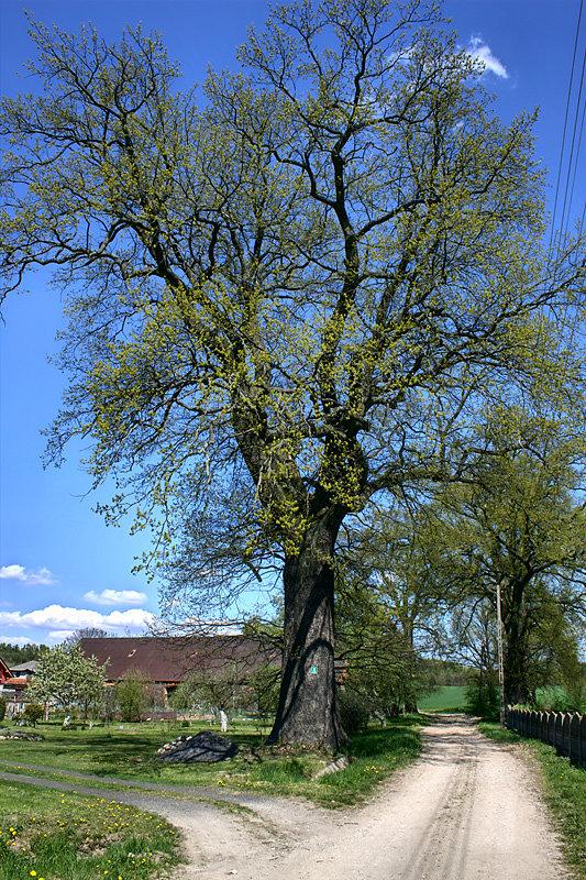 Zabytek przyrody w Rogowie, dąb o obwodzie 620 cm