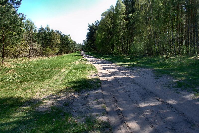 Piaszczysta droga przez tzw. Lasek Królewski