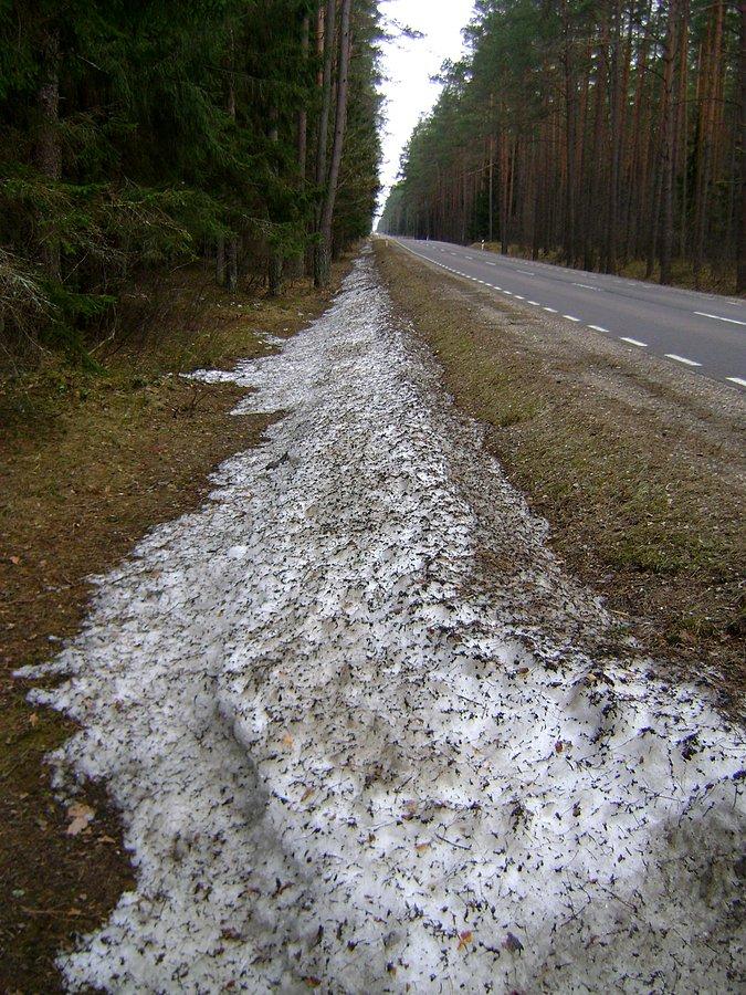 Śnieg w Puszczy Augustowskiej