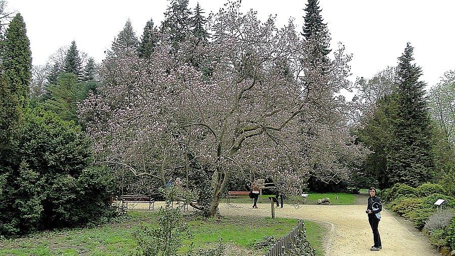 Przypałacowe ogrody