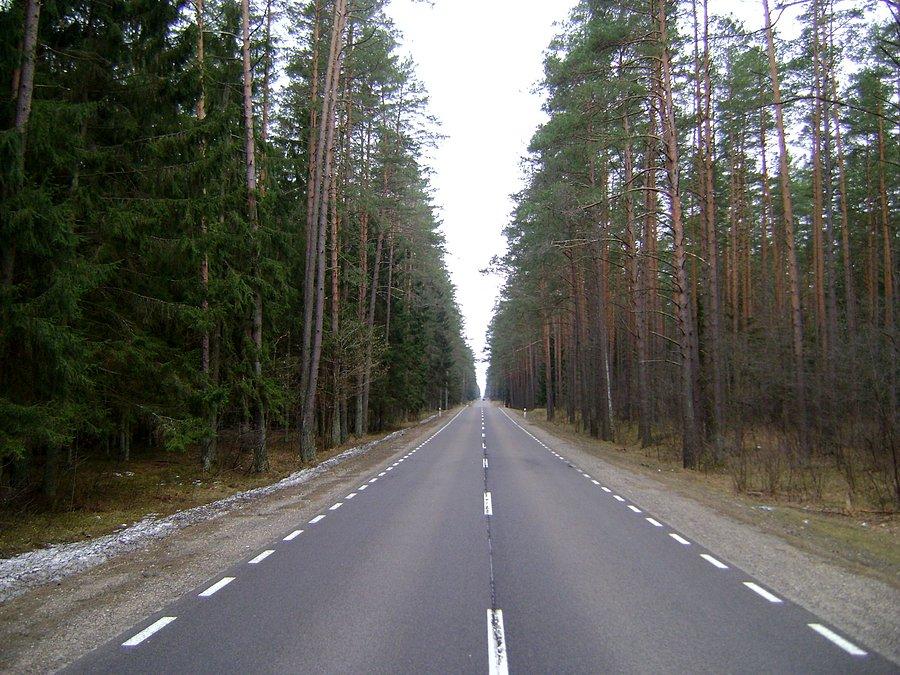 Krajowa 16 biegnąca przez Puszczę Augustowską