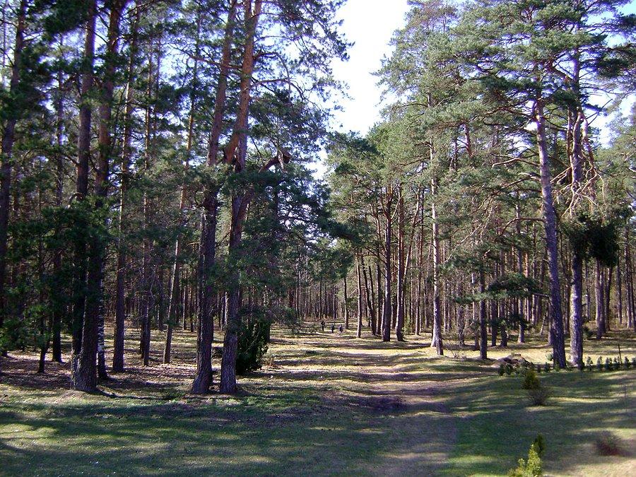 Las nad Niemnem w Druskininkai