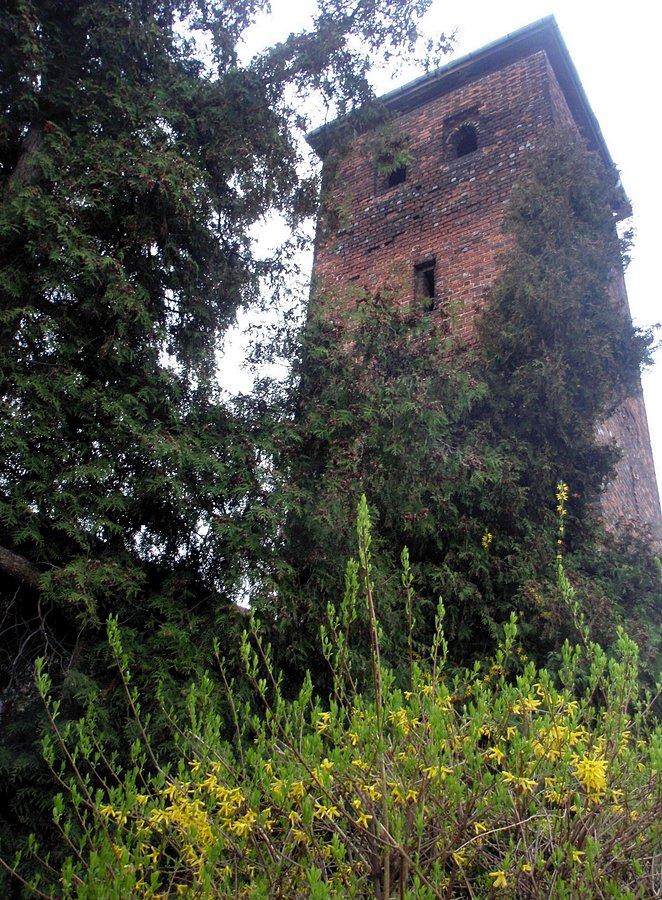 Byczyna, kwitnące forsycje