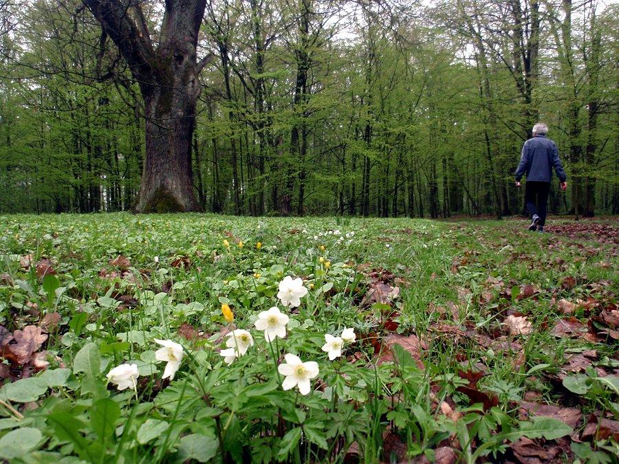 Park przy pałacu w Gołkowicach
