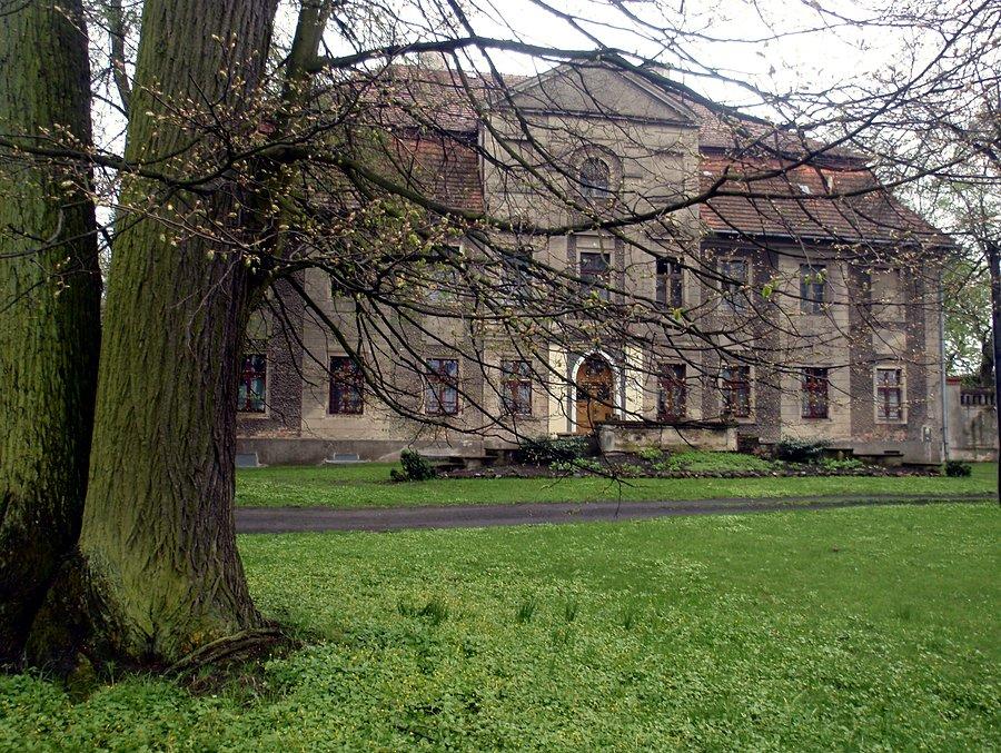 Stare lipy przed pałacem w Gołkowicach