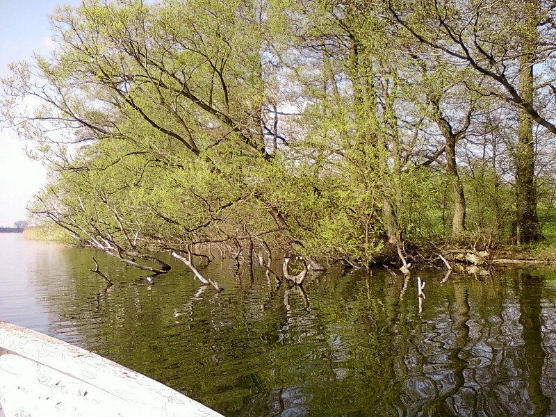 Nadbrzeżne gałęzie