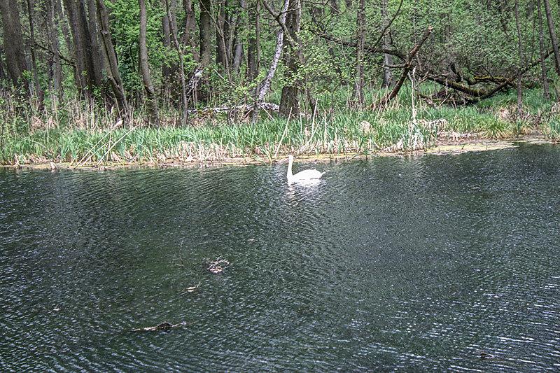 Górny staw przy młynie